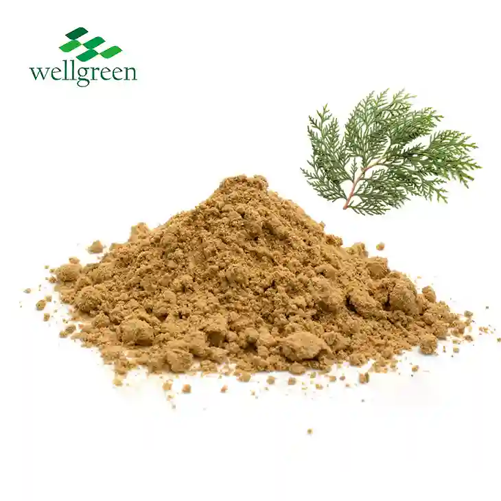 Thuja Leaf Extract